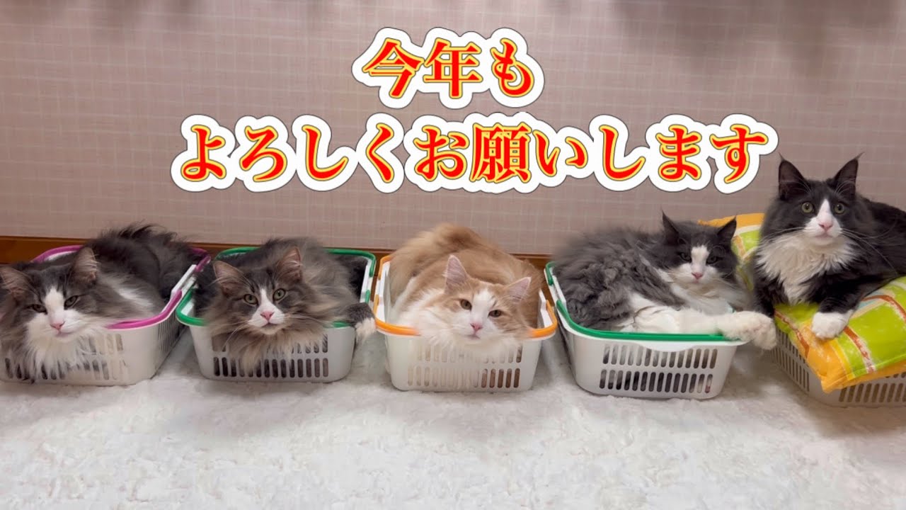 【2025🐍】今年も、もふ猫familyをよろしくお願いします✨ノルウェージャンフォレストキャットとターキッシュアンゴラ