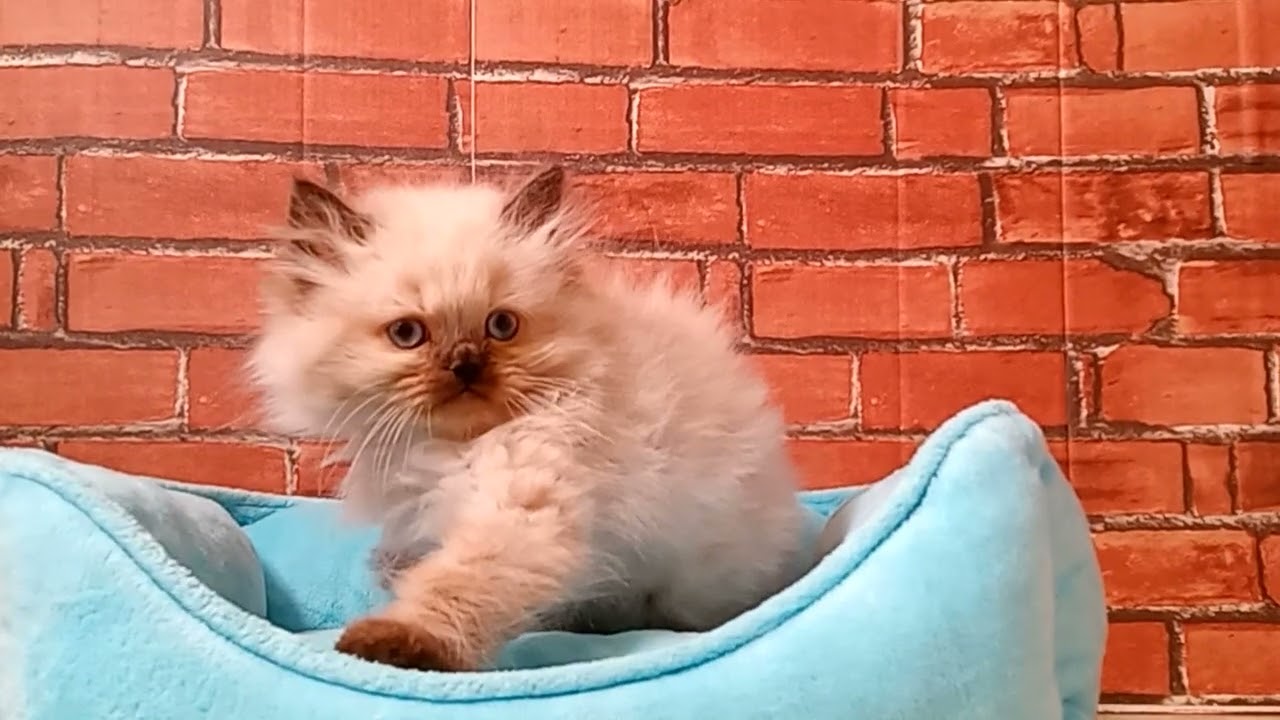 703180 ヒマラヤン