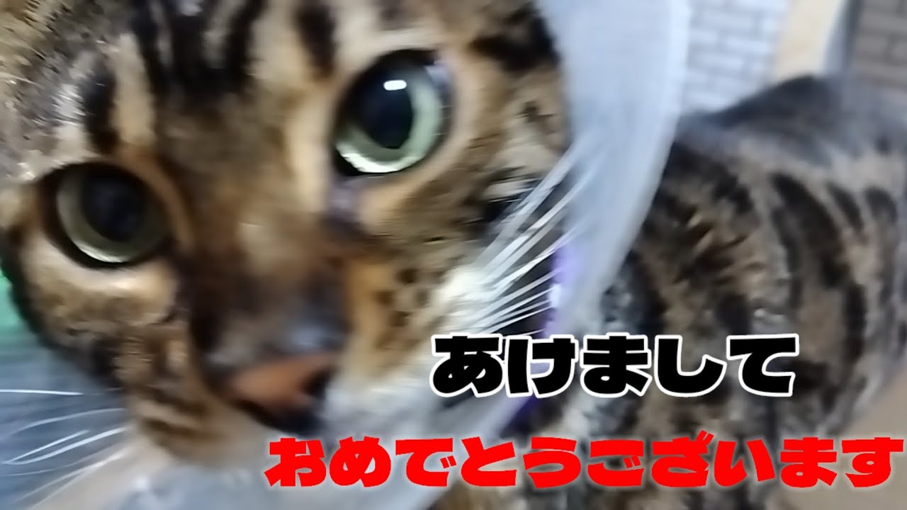 あけましておめでとうございます✨元旦から元気なベンガル猫