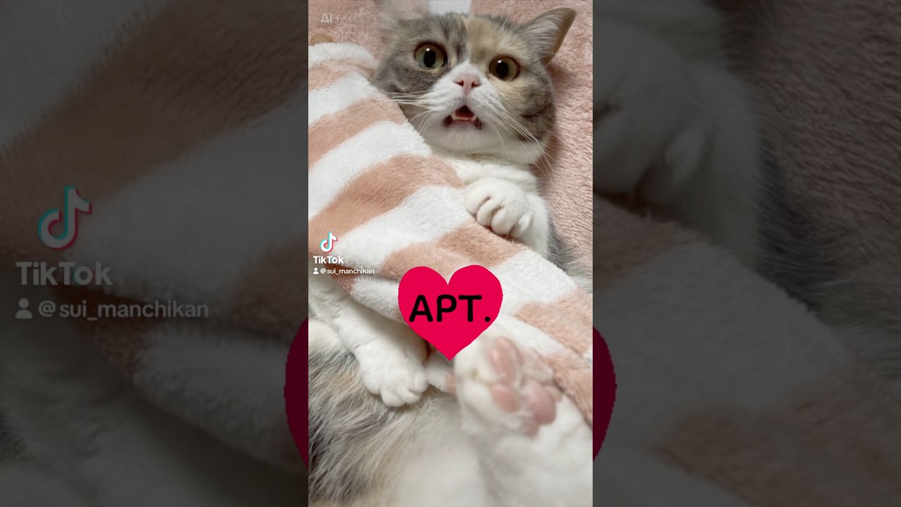 あーぱつあぱつ⚡️#apt #rosé #brunomars #cat #猫 #マンチカン # #猫のいる暮らし #2025 #happynewyear