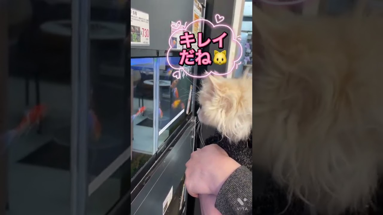 【マルワン横浜 港北NT店】抱っこで店内散歩中のラガマフィンくん♪#Shorts