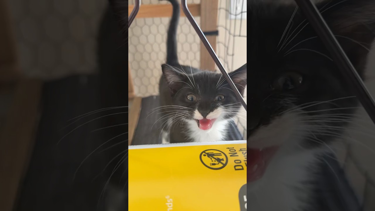 Day 44: The, Only, 4, Bebe (Foster Kittens)