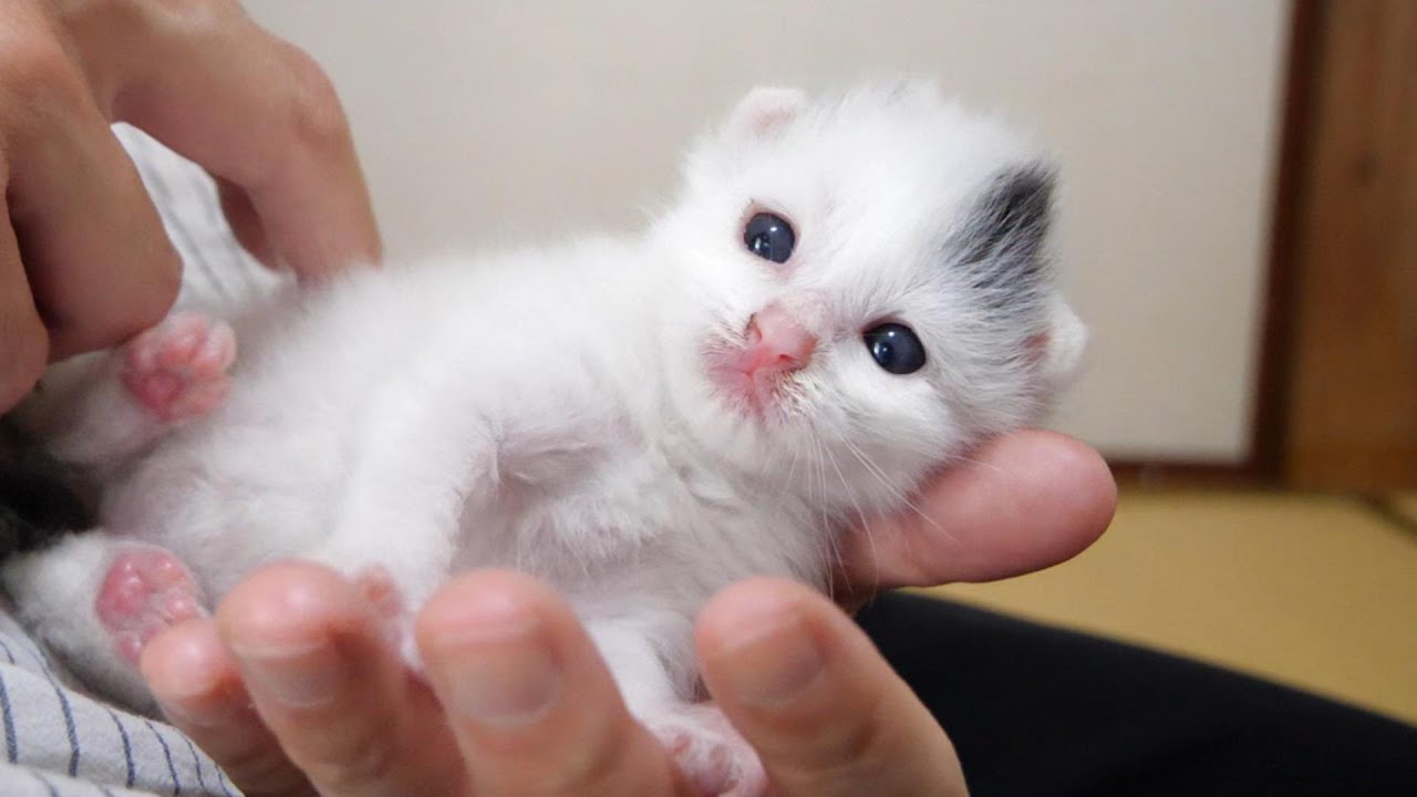 小さな子猫は手の平でゴロゴロ鳴いて甘えます【赤ちゃん猫　保護猫】
