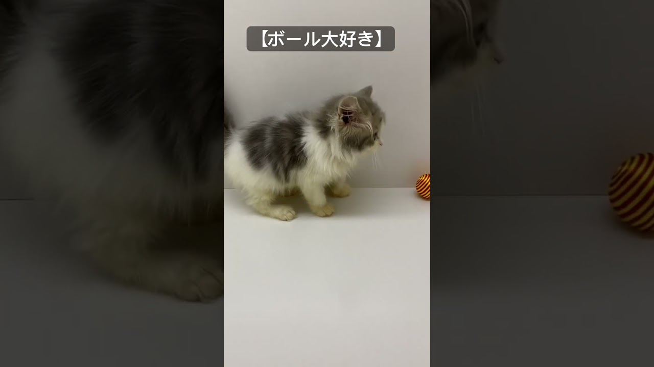 【人懐っこい】ノルウェージャンフォレストキャットの男の子😊 #子猫 #ペット動画  #cat  #shorts