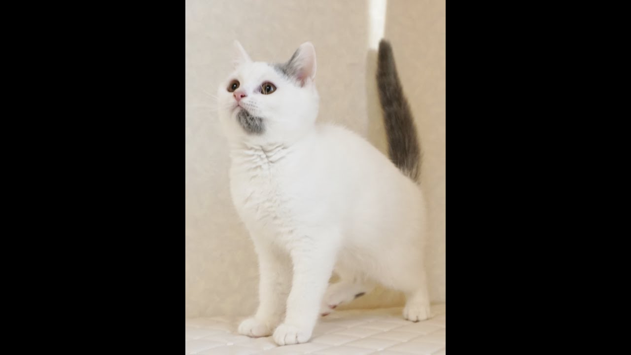 ブリティッシュショートヘアー子猫　British Shorthair　2024.9.22産まれ　ブルー&ホワイト　男の子　シーダキャット猫のお店