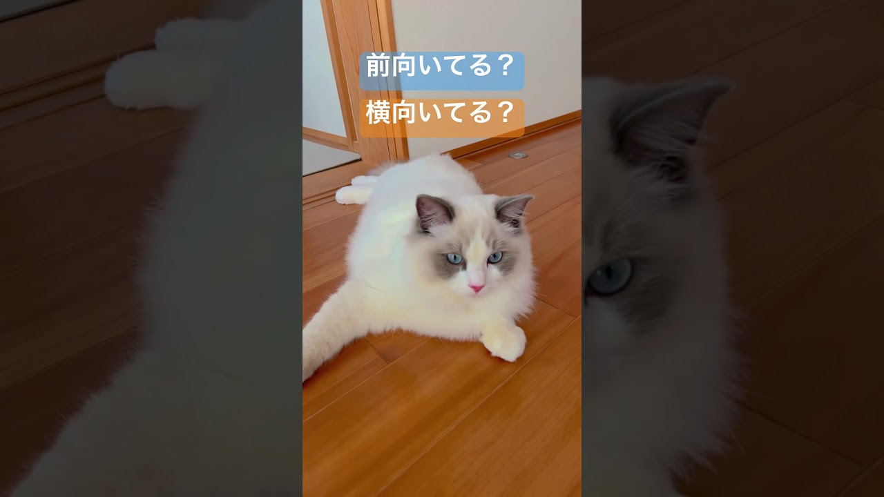 横向き？前向き？なラグドールのいっぺい🐈#cat #ラグドール #猫動画