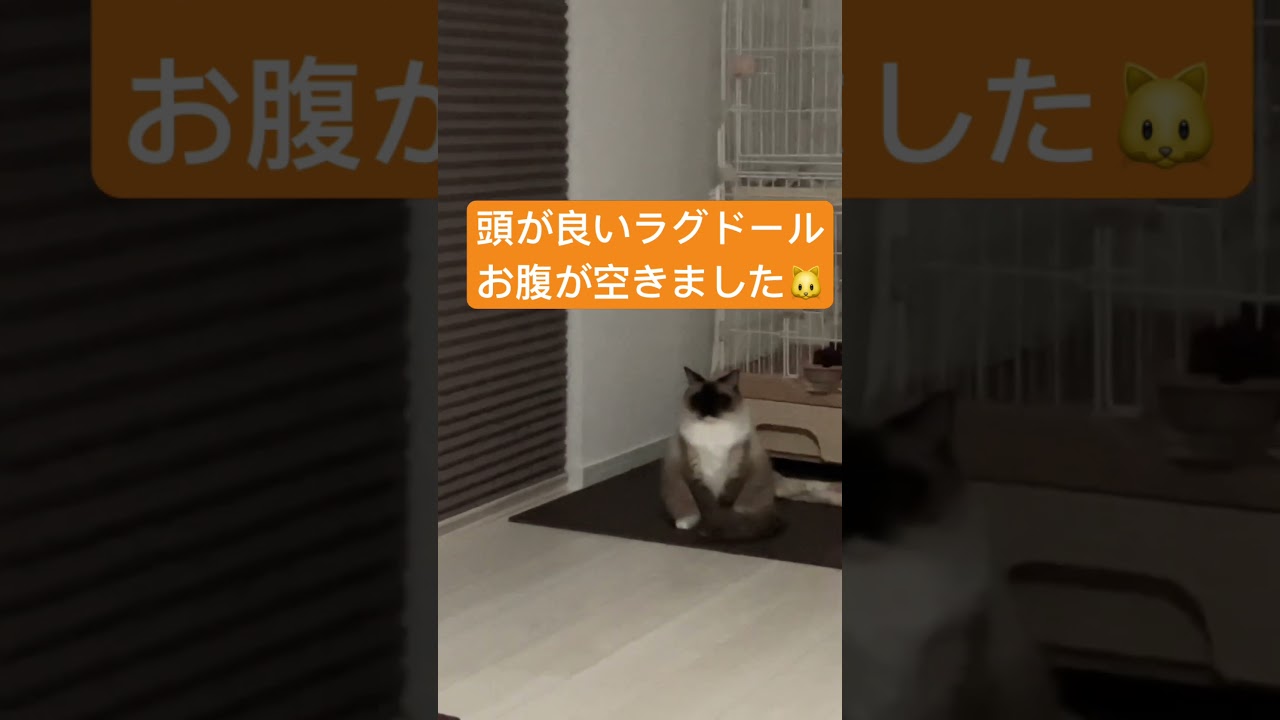 お腹が空くと行儀良く待っているラグドール #cat #christmas #lastchristmas #song #ラグドール #ragdoll @tanutoko