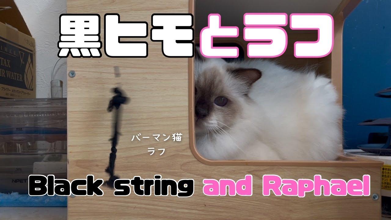 バーマン猫ラフ【黒ヒモとラフ】Black string and Raphael（バーマン猫）Birman/Cat