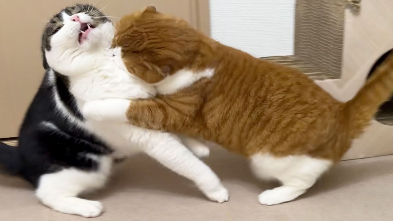 【兄猫と再会して3日目】子猫ぶりに兄弟猫が喧嘩しちゃいました…汗
