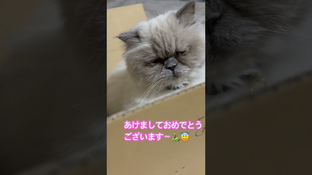 あけましておめでとうございますヒマラヤンのマーベル🐈🐾 #shorts #cat #cute #catlover #ねこのいる暮らし #猫好きさんと繋がりたい