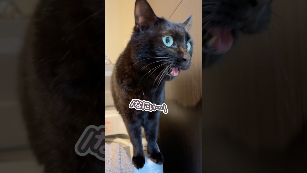 我が家の猫が、ガチで「おはようっ」と喋りました…
