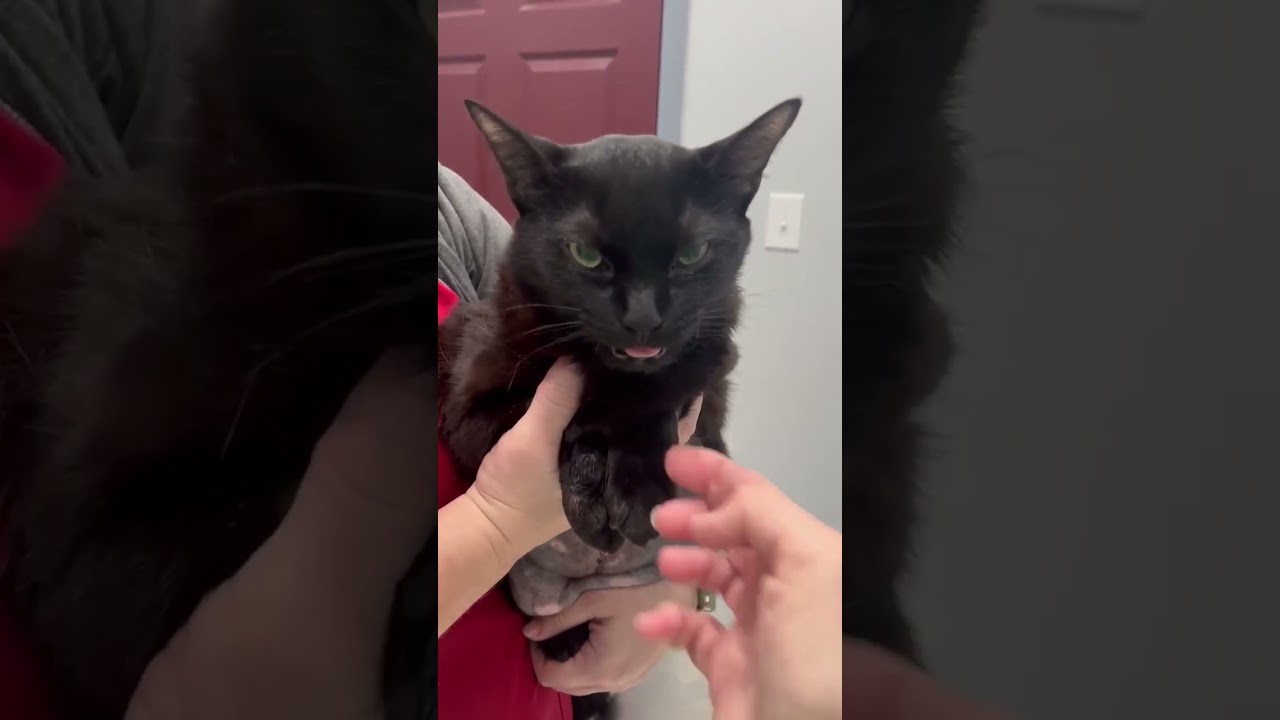 URGENT: Dumped Cat Surviving Disease That Typically Claims The Lives Of Its Victims...[UPDATE BELOW]