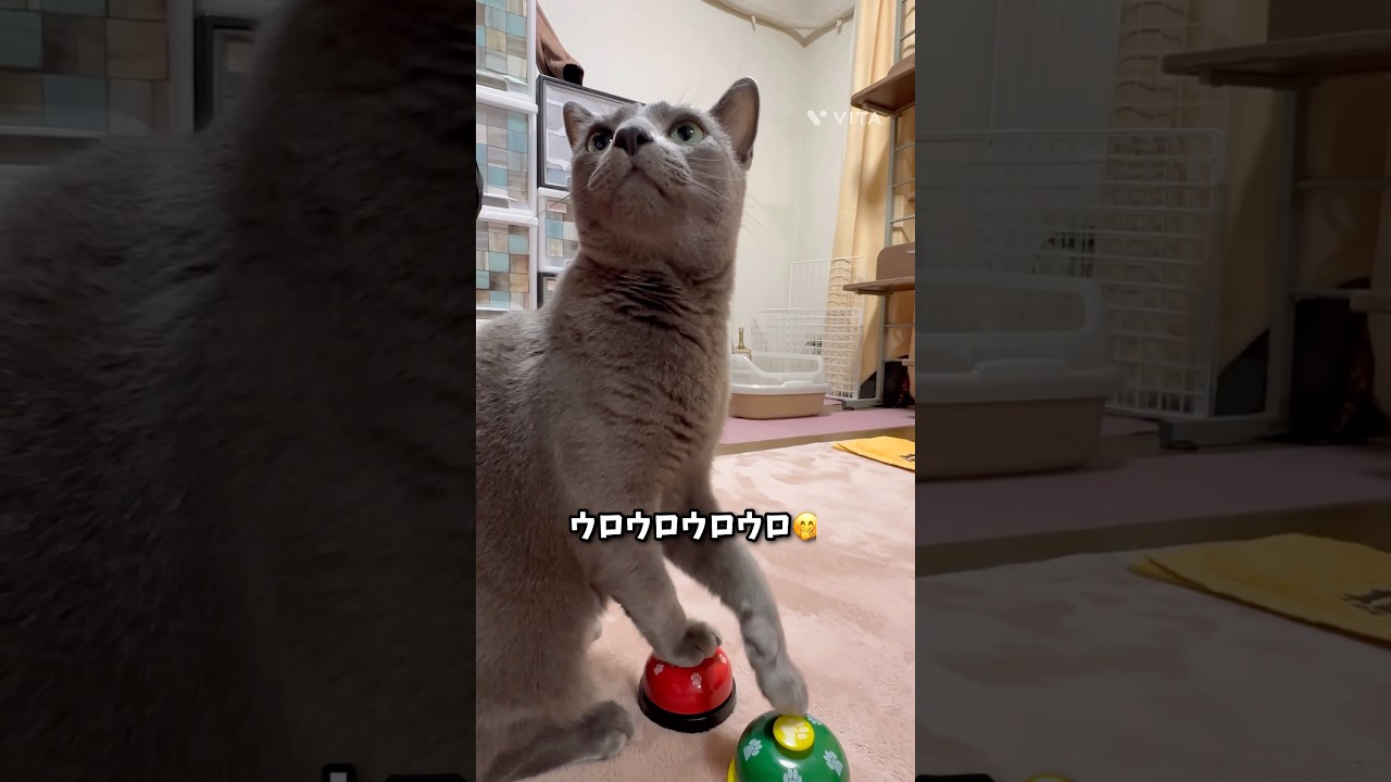 【ロシアンブルー】めろん〜今年の初ベル🛎️迷えるおててが可愛すぎて🤭【猫】#shorts