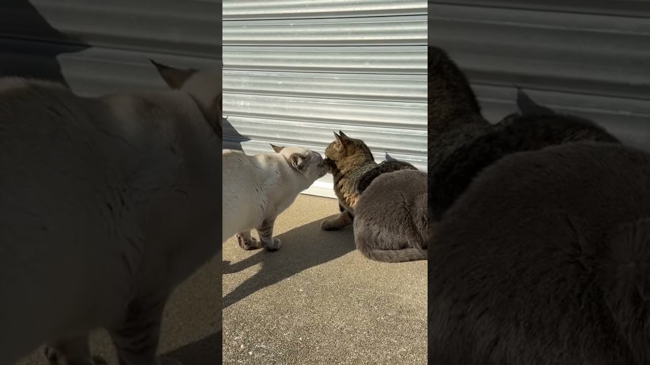 シャムトラ猫さんの挨拶　#猫　#猫島　#シャムトラミックス  #ねこ  #シャムミックス