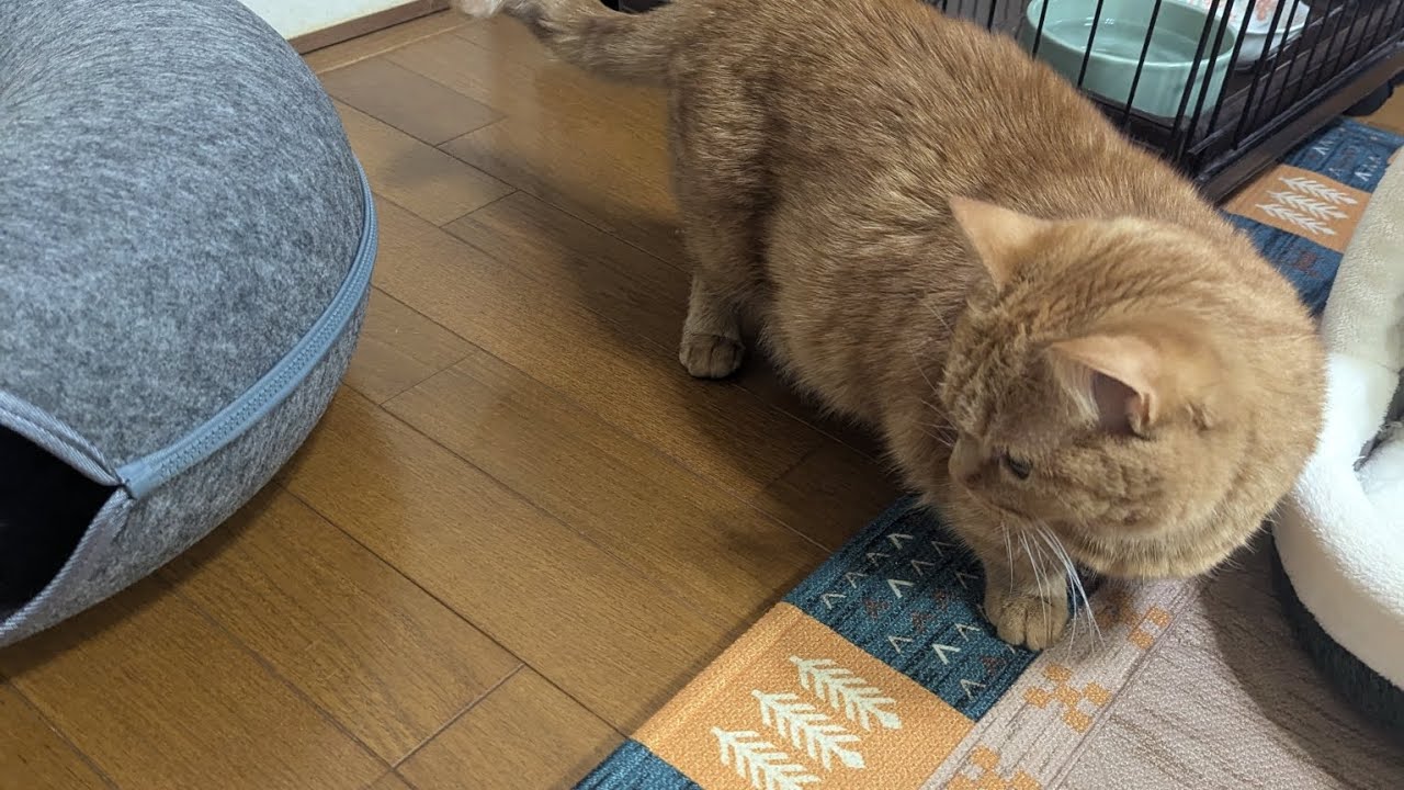 新しい猫ベッドニトリで買いました#マンチカン短足 #マンチカン