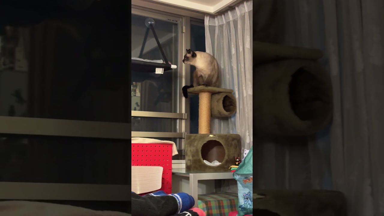 窓ベッドにのるかどうか悩んでやめることにしたたぬき猫なのにゃ♪ #cat #トンキニーズ#たぬき猫#tonkinese