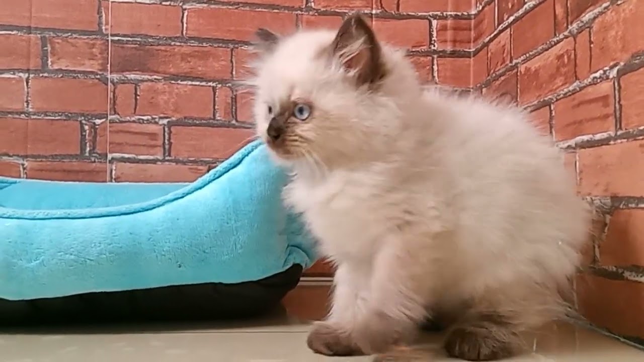 703178 ヒマラヤン