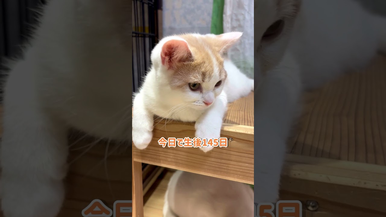 たち耳のスコティッシュフォールド知ってますか？ #cat #ネコ #かわいい子猫 #猫のいる暮らし #子猫　#スコティッシュフォールド