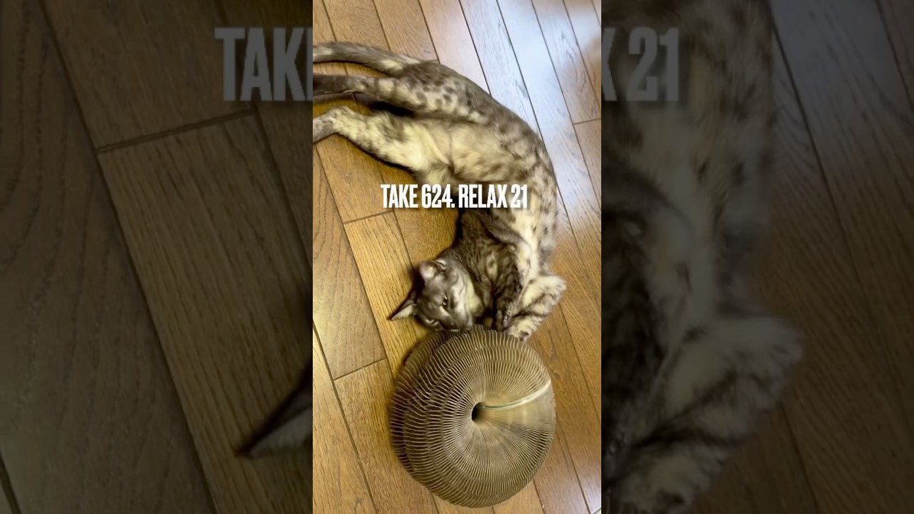 #薪ストーブ & 床暖 でとろけるにゃ❗️ほら見て、あたちの身体めっちゃ長くてしなやかにゃ‼️#egyptianmaucat #エジプシャンマウの仲間たち #小顔猫 #猫ヨガ #shorts