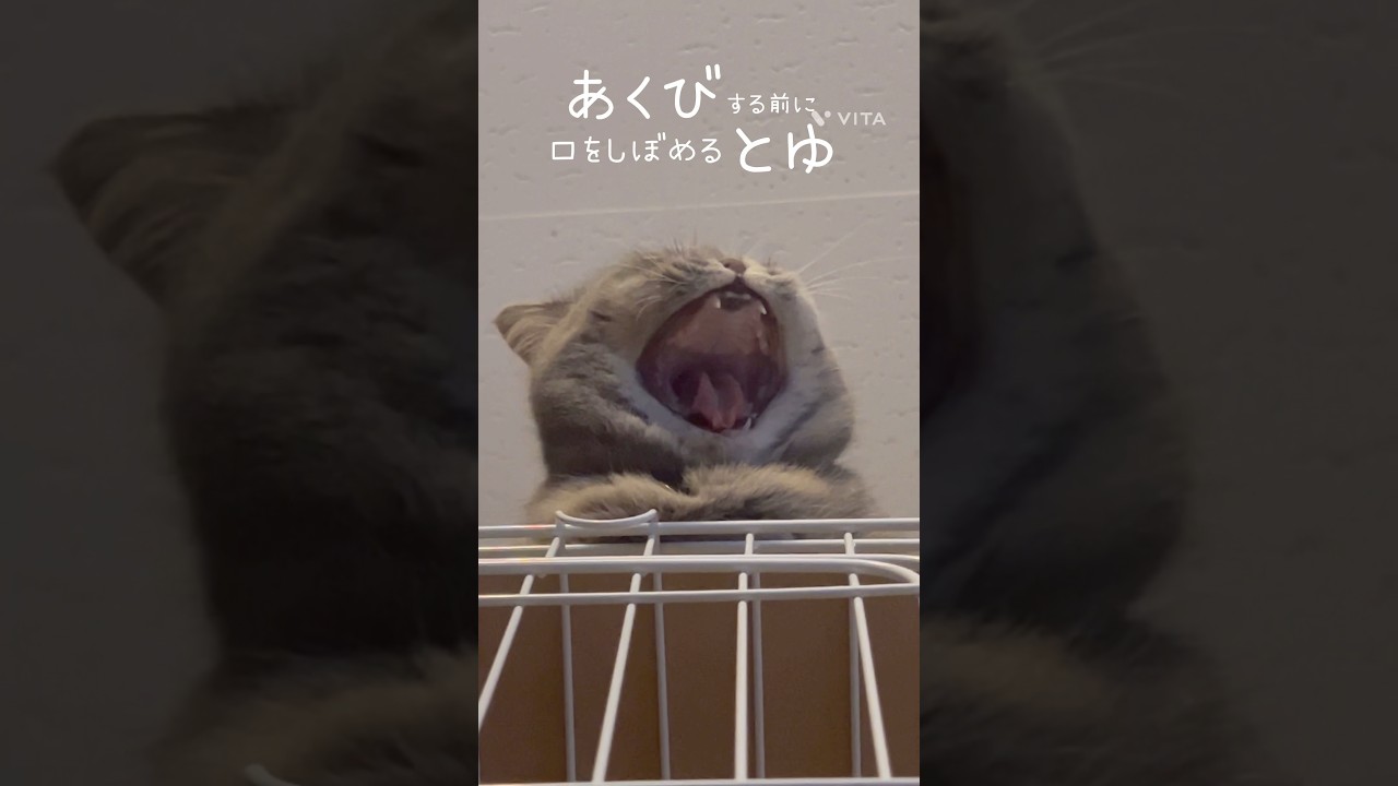 「2024年12月31日」 #猫 #猫動画 #ミヌエット #マンチカン