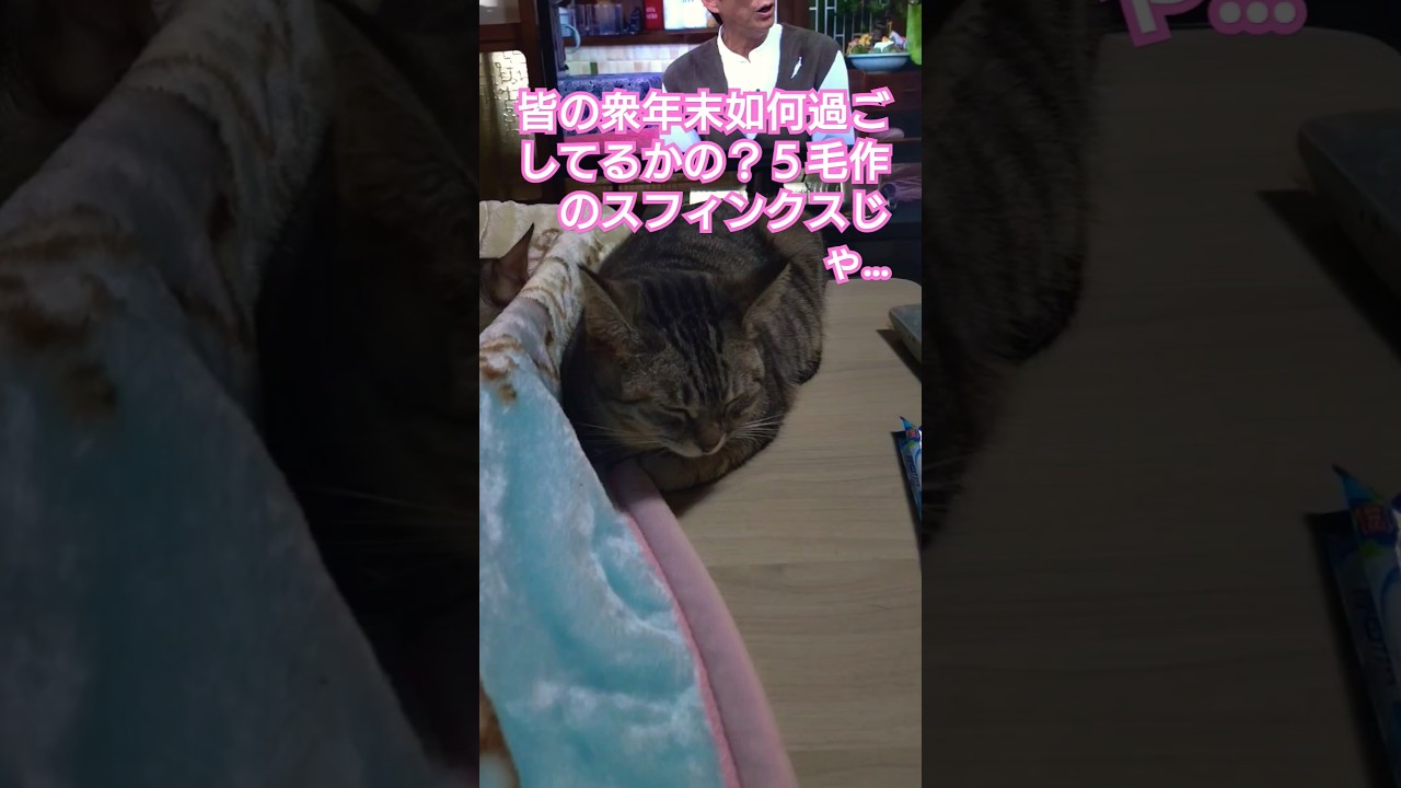 年内ラストショート　当主スフィンクスからスフィンクス軍家族へ年内最後のご挨拶があるそうです（手前吹雪、中央時雨、スフィン丸天守閣ウタ）#保護猫 #スフィンクス#仔猫 #猫のいる暮らし