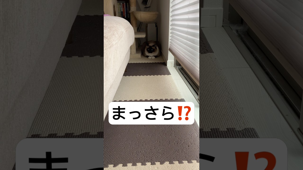 真っ白なラグドールが茶色🤎になった #白日 #cat #ラグドール #猫のいる暮らし #ragdollkittens ​⁠@tanutoko