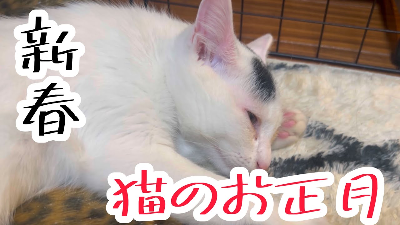 明けましておめでとうございます。ミルねーさん新年ご挨拶。