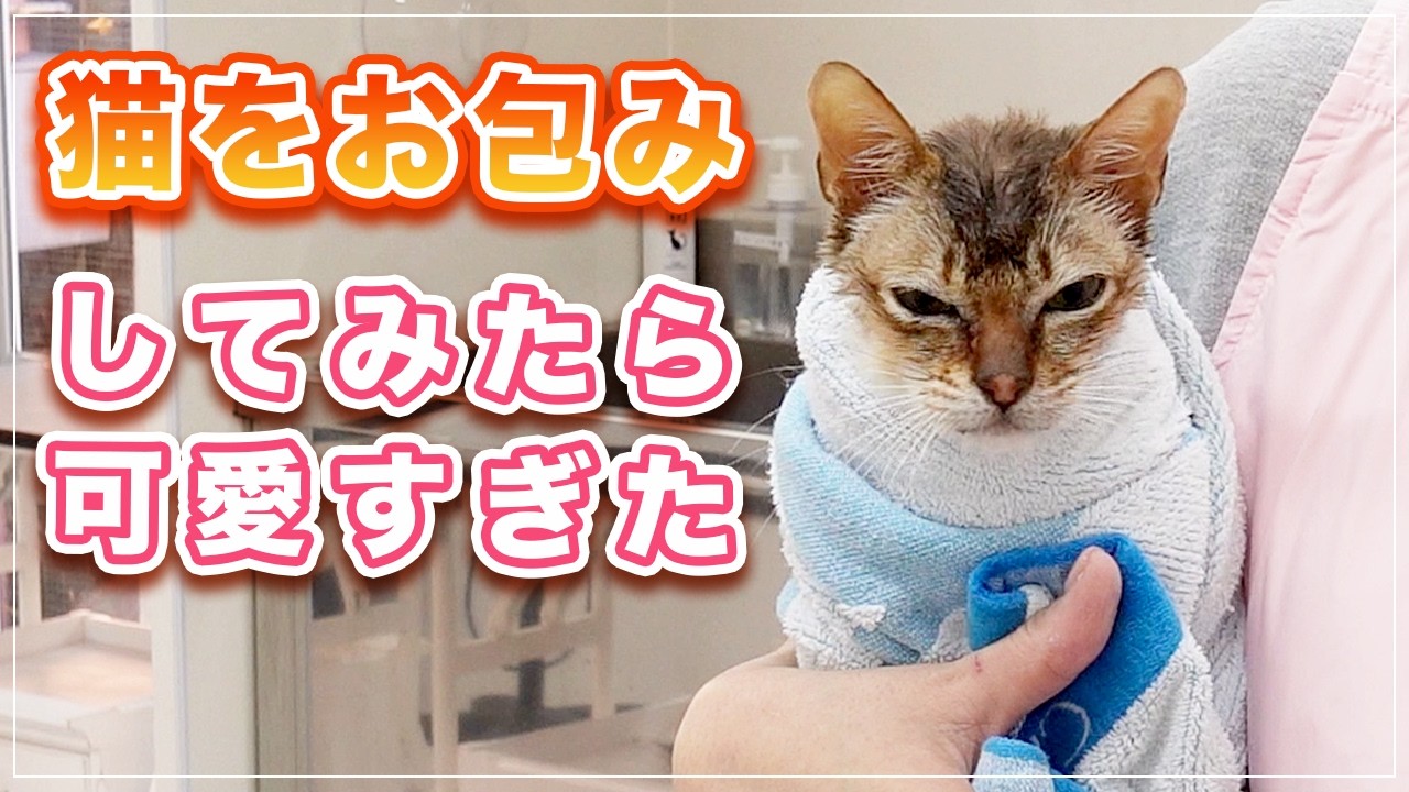 【ラウトくん】チャンネル初登場のシンガプーラをお包みニャンコにしたらコケシみたいになったｗ【シンガプーラ】