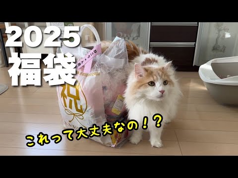 猫ちゃん用福袋を買ってきたらお買い得すぎて飼い主も猫も大満足でした