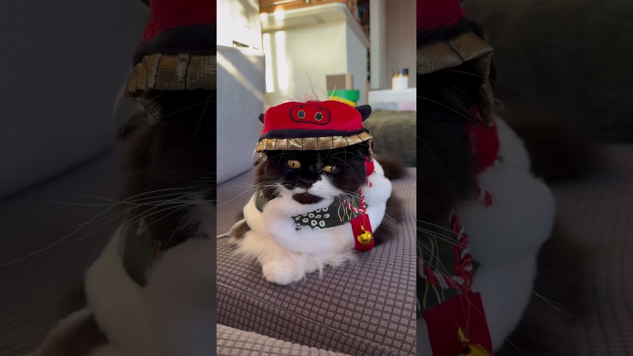 頑張っていき！！   #2025 #shorts #happynewyear #cat #セルカークレックス #nico