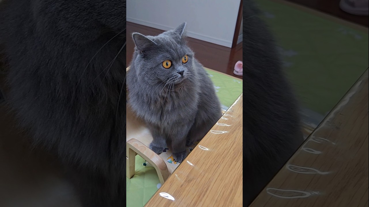今年も1年ありがとうございましたにゃ❤【サイベリアン・キキのKIKICHANNEL】#サイベリアン #猫 #Siberian #cat #shorts