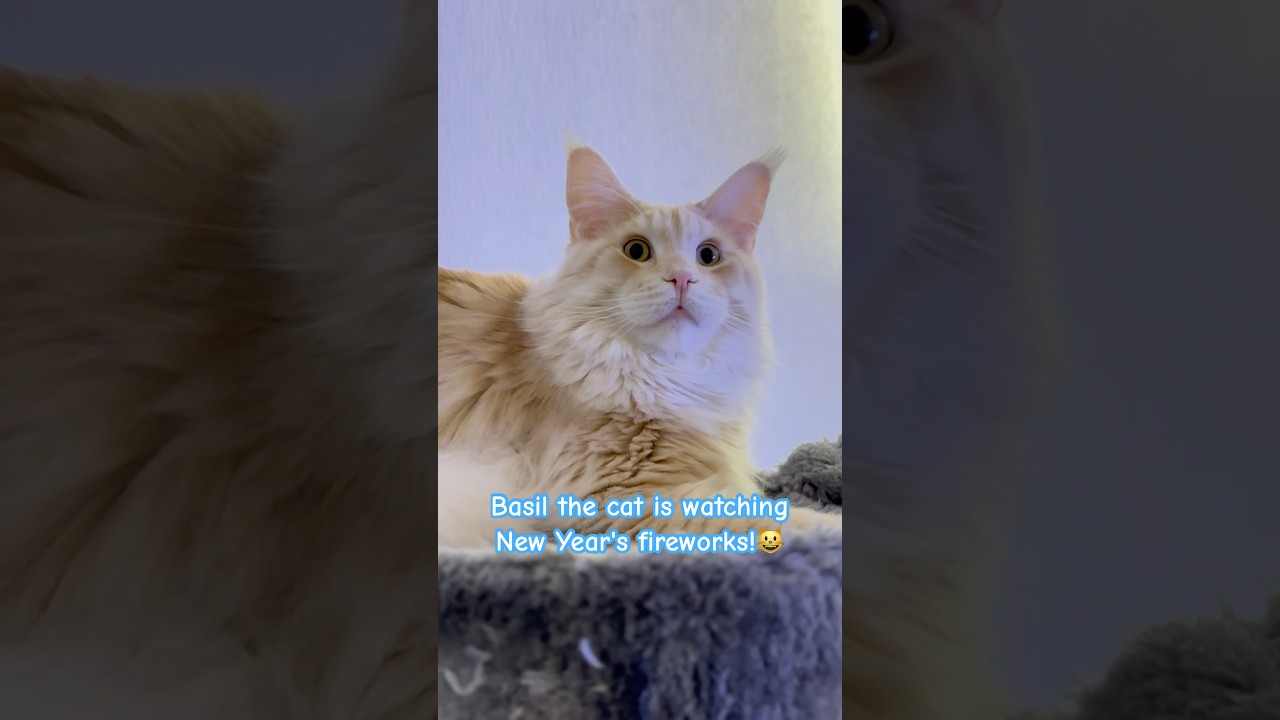 Basil the cat is watching New Year's fireworks!😺#mainecooncat #happynewyear #fireworks #funnycat