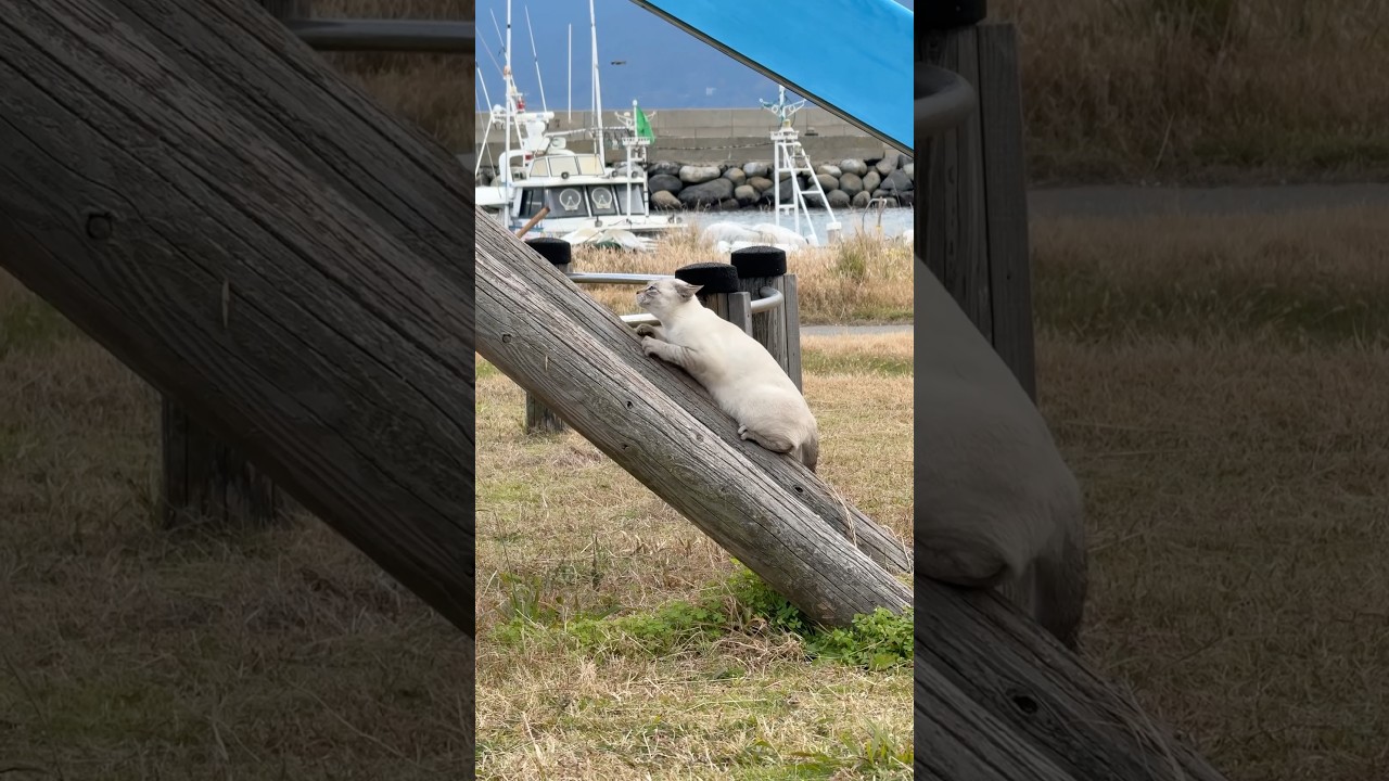 爪研ぎするシャムトラミックスの猫　#猫 #cat #猫島 #ねこ #シャムトラミックス  #シャムミックス