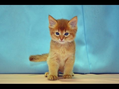 ソマリ　NO.150708　ペットショップ『ヒラマツケンネル』　の子猫