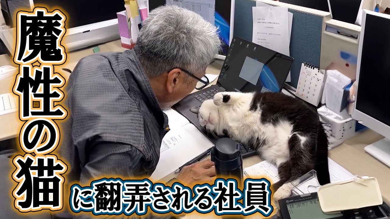 保護猫が会社の広報部長として大活躍