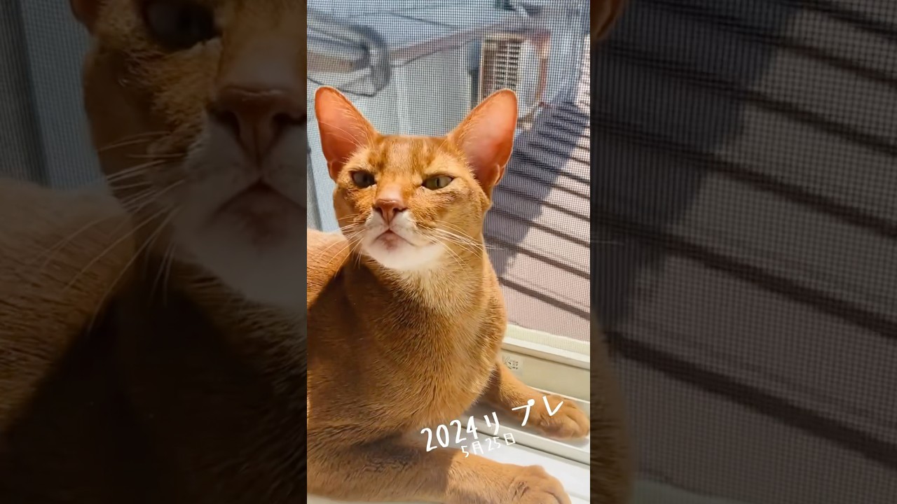 2024 にゃんこ✨#猫#いぶりん#こころ#ロシアンブルー#アビシニアン#レッド#フォーン#空ちゃんとの思い出#play#cat#russianblue#abyssinian#fawn #red