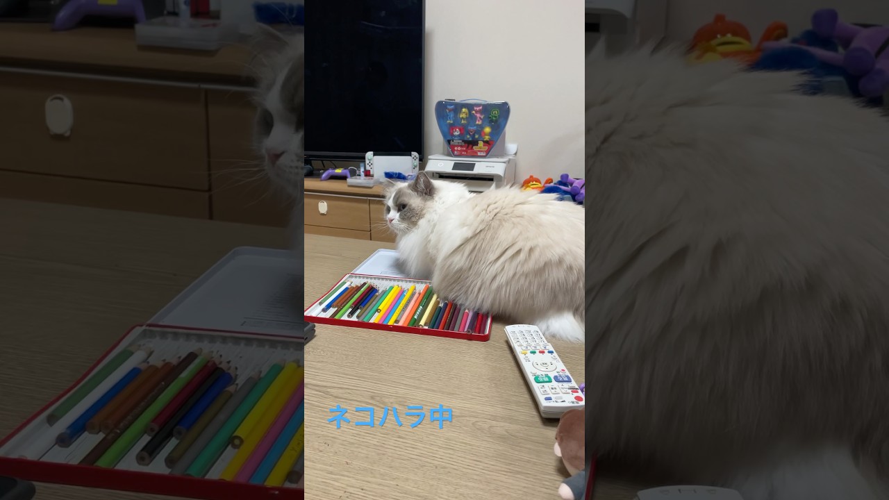 ネコハラ中🐱#ラグドール#猫#猫のいる暮らし