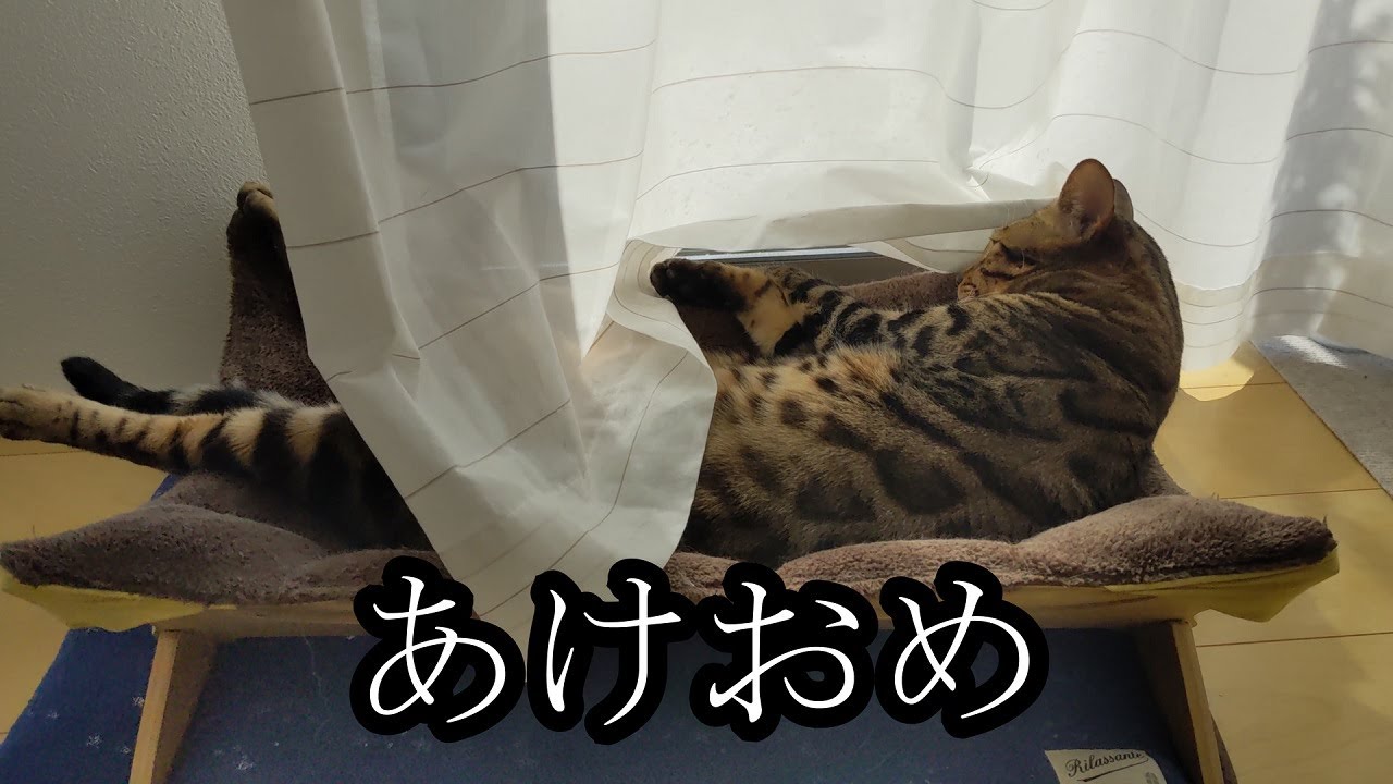 【ベンガルのパトラ君】あけましておめでとうございます