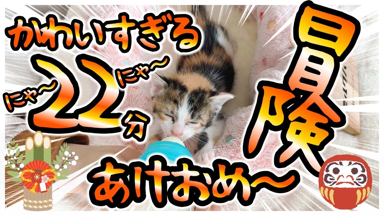 2025年はじめての子猫動画！モフモフがいっぱいみんなでミルク 大きな部屋に行ってみたけどビビりながら戻る子猫がかわいすぎるよ【保護子猫生活22日目】
