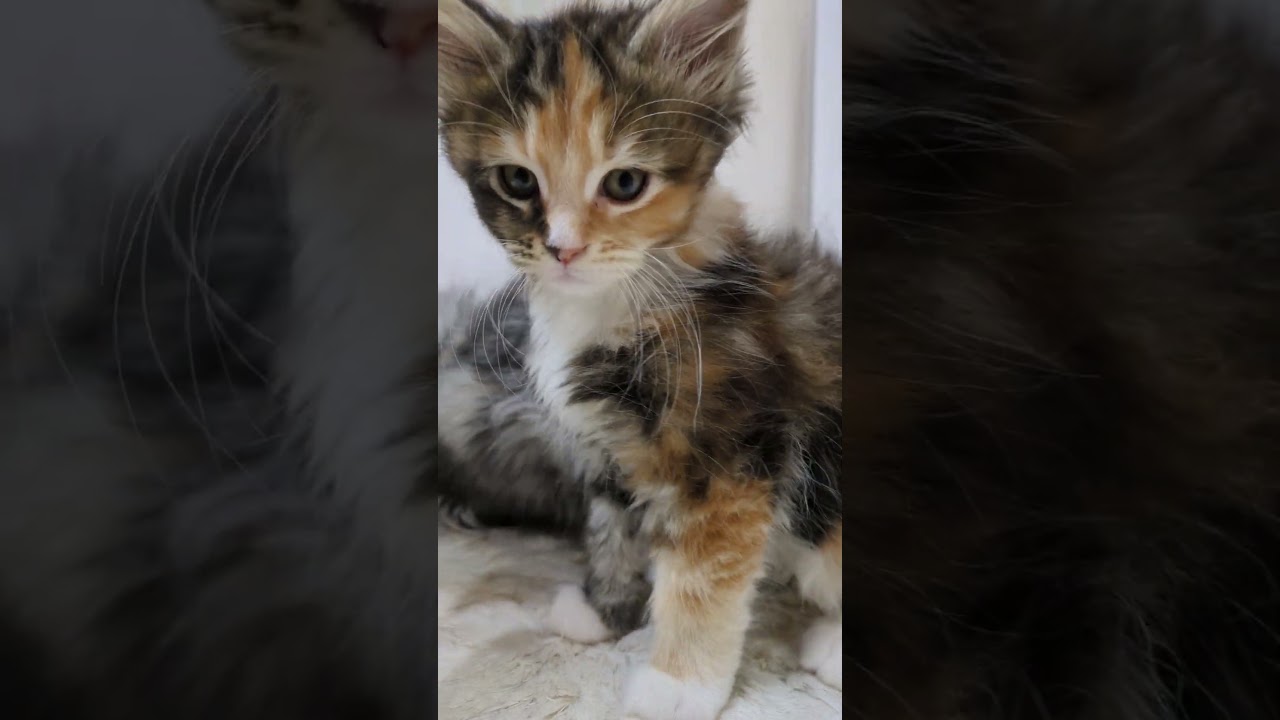 元日に貰うお乳は格別の味がします♥