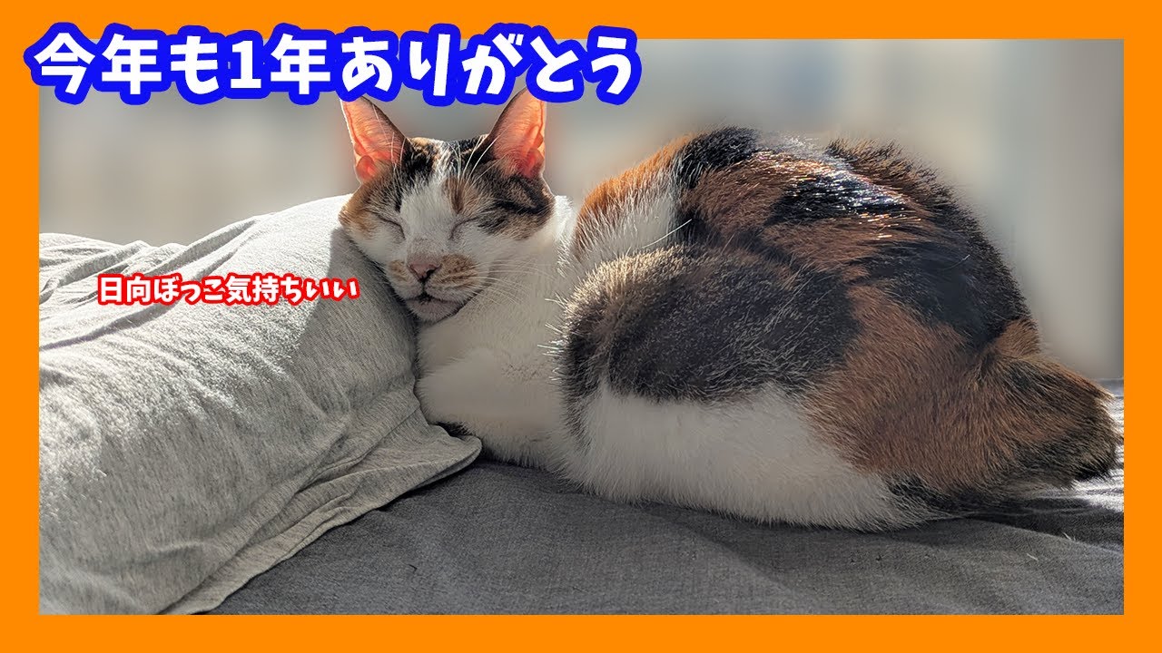 【猫ちゃん】今年も1年ありがとう