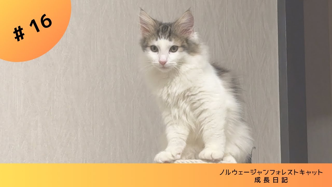 【子猫】子猿になりました #ノルウェージャンフォレストキャット #kitten