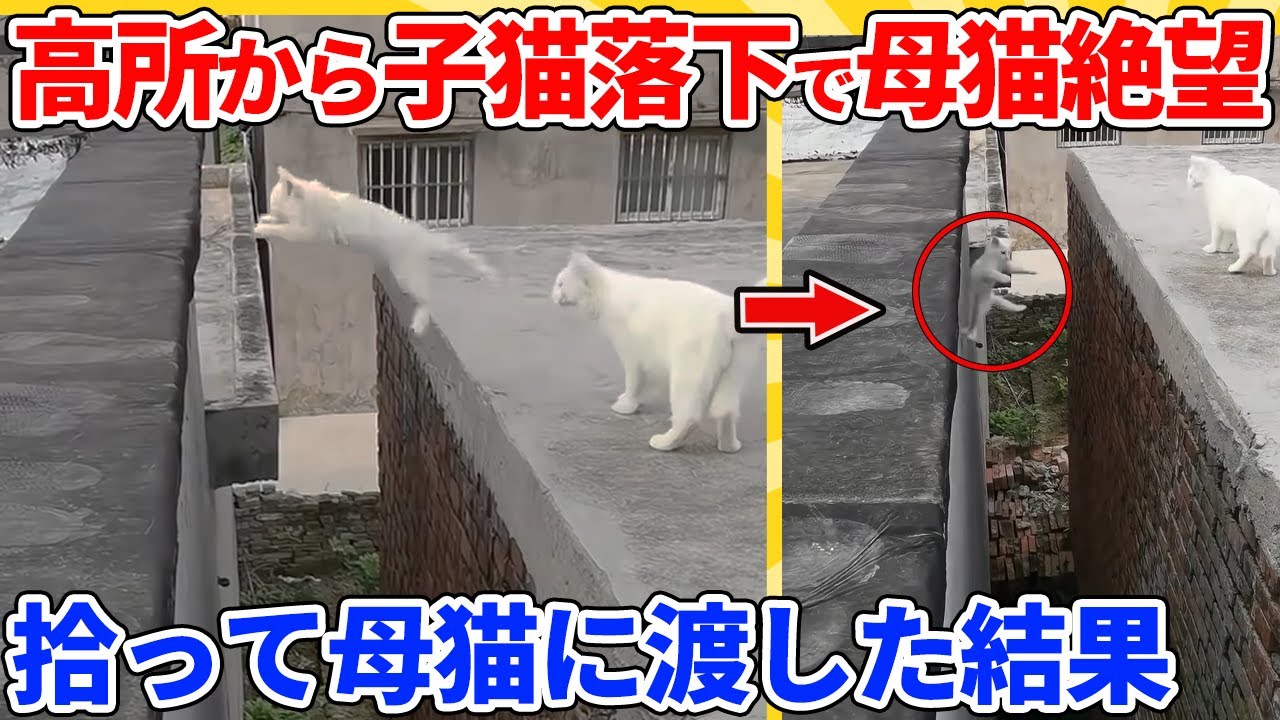【2ch動物スレ】ジャンプ練習に失敗し、高所から子猫落下→助けに行って絶望する母猫に渡した結果
