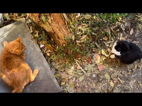 早く甘えたくて我慢出来ない猫❗️撫で撫でしてもらっている、"P1ちゃん"の所に駆け付けて割り込む追っかけ猫の、＂ハチ"‼️#甘えん坊猫 #甘える #大甘え #駆けつける #追っかけ #にゃんパパ