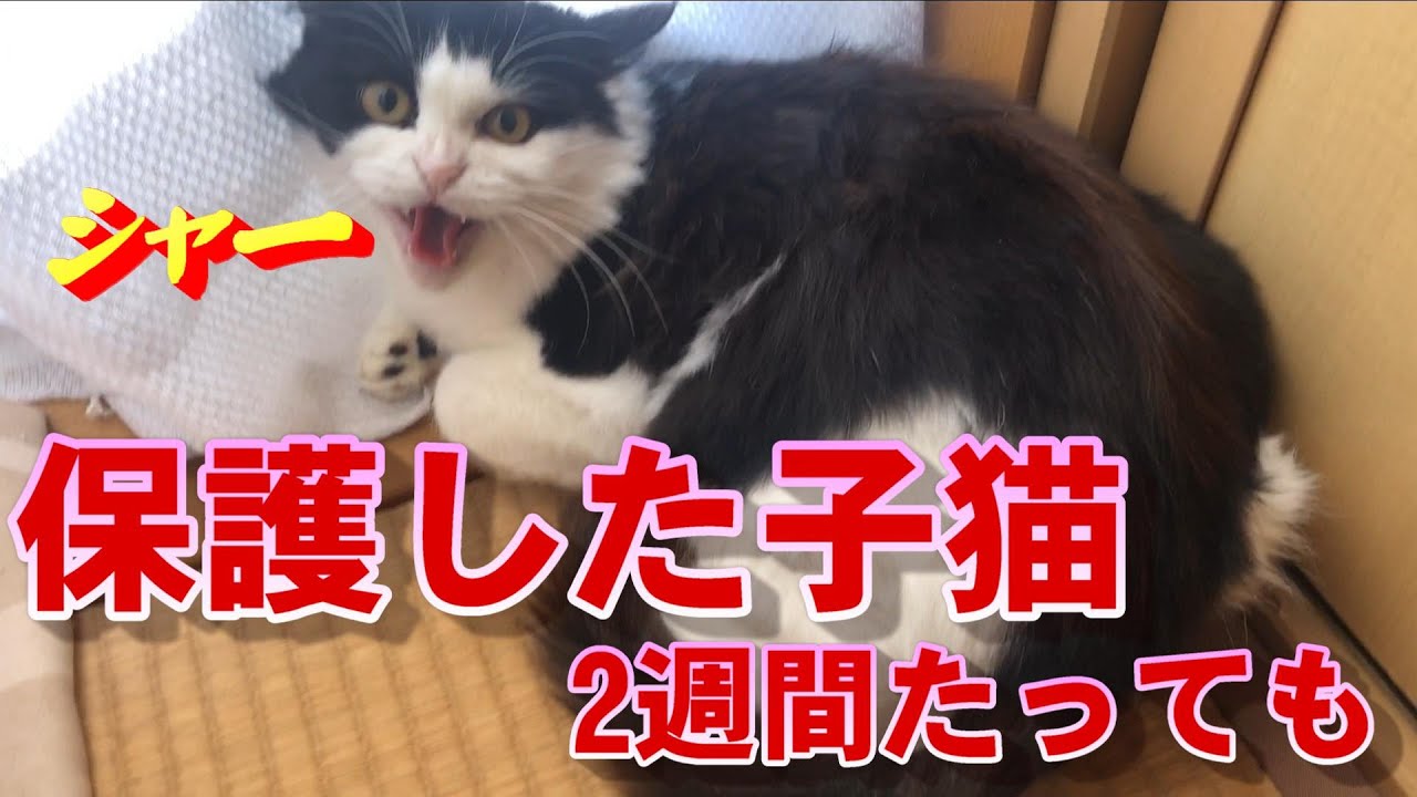 保護猫活動28｜新年から怖い顔｜シャーシャー子猫