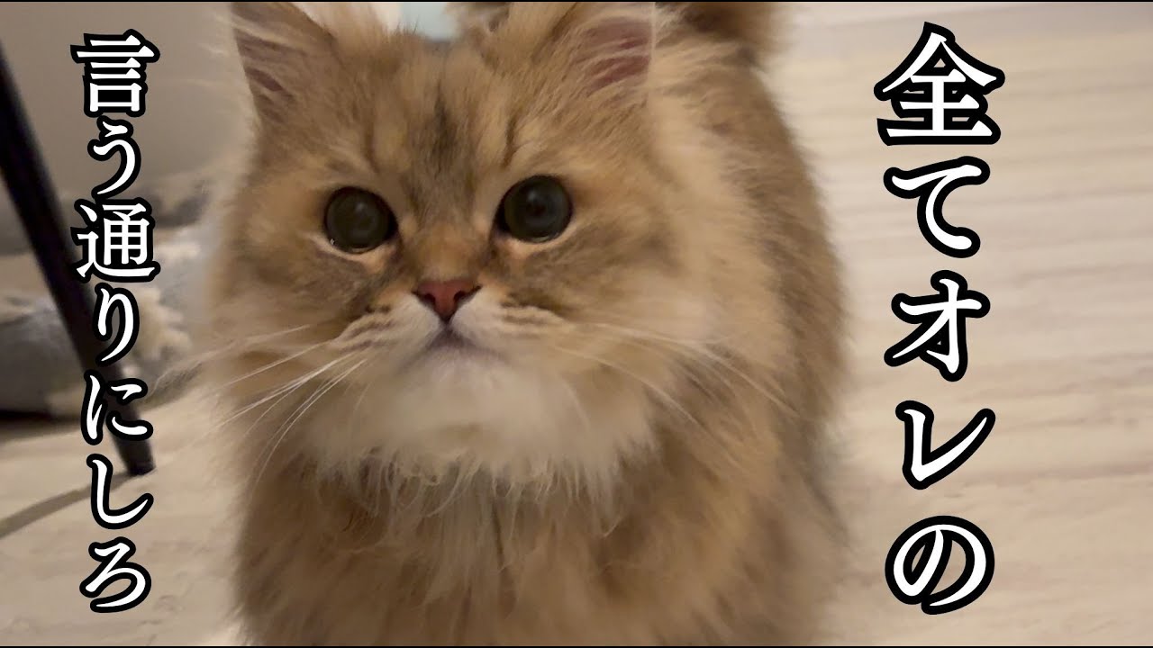 不機嫌な猫が主の邪魔をして甘えてくる姿がかわいい