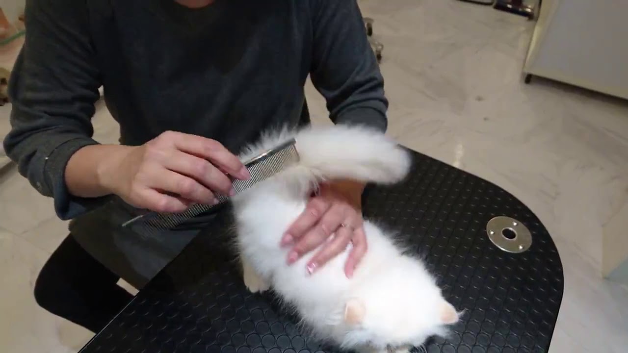 He's raising butt.not scared. お譲り済みヒマラヤン子猫のドライングⅡ