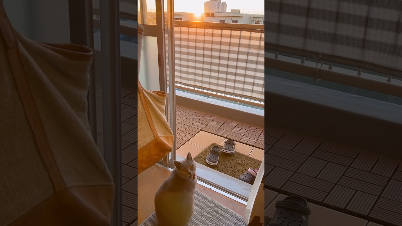 あけおめのつむやま〜【シャルトリューつむやまの2025年は巳年です日記】 #ねこ #シャルトリュー #ネコ #あけおめ #春の海 #2025 #cat #猫のいる暮らし