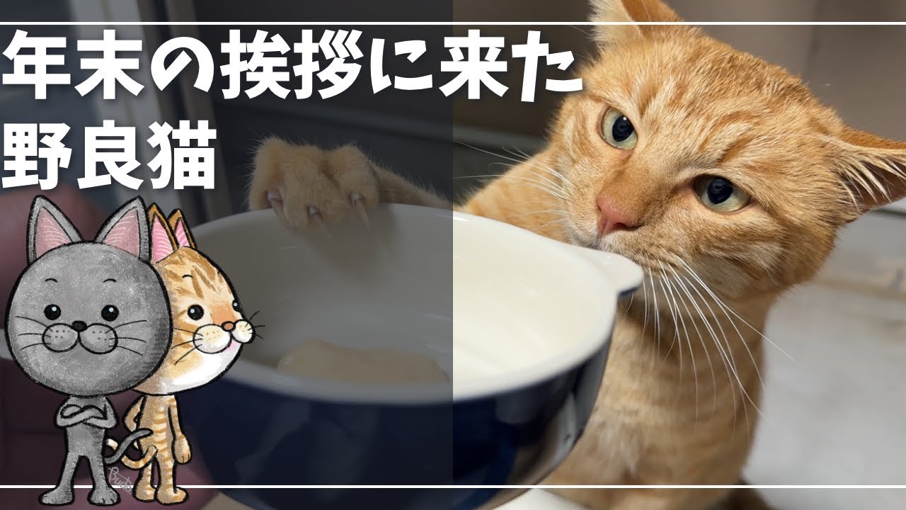 大晦日のだてまきと年始のイカスミ【ロシアンブルー】野良猫