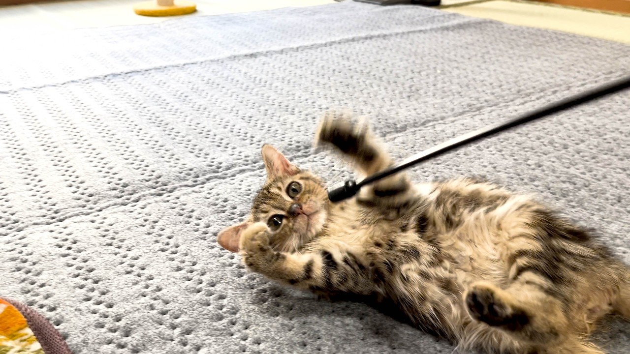 大きくなれない子猫がついに1㎏超え！しかし悲しい事件が起きてしまいました。